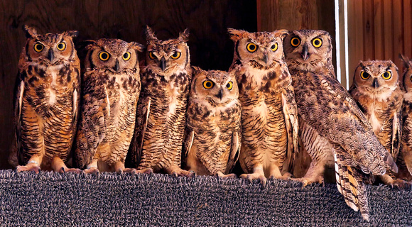 Owls-1